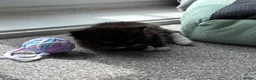 Ragdoll cats for sale: Ragdoll tuxedo black & white - Advert 10