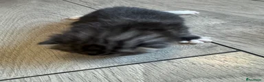 British Shorthair 3