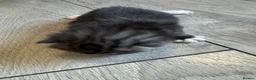 British Shorthair cats for sale: Kitten’s off bsh silver tabby  - Advert 2