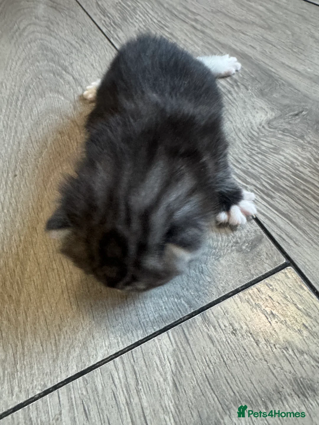 British Shorthair cats for sale: Kitten’s off bsh silver tabby  - Advert 2