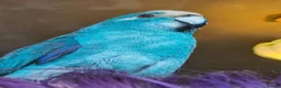 Parakeets birds for sale: Blue Kakariki Male 2.5 years old in New Malden - Advert 1