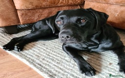 Labrador Retriever dogs for stud: Proven KC Labrador Stud in Stoke-on-Trent - Image 4