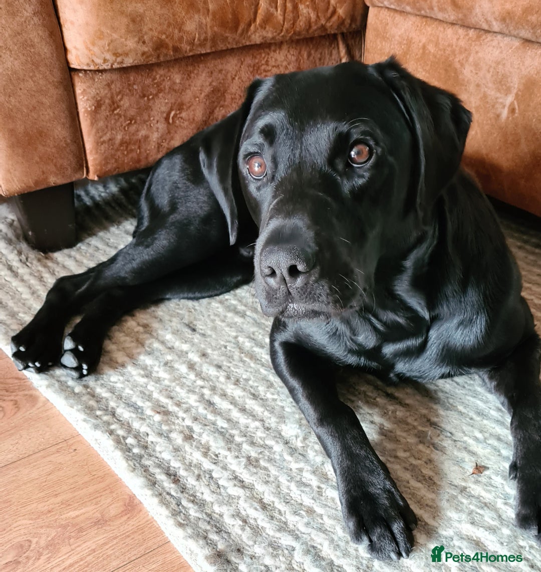 Labrador Retriever dogs for stud: Proven KC Labrador Stud in Stoke-on-Trent - Image 4