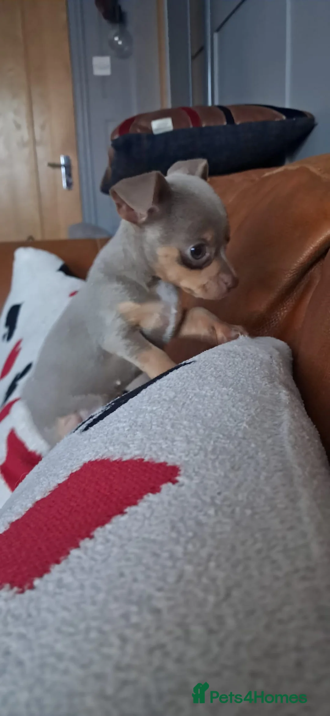 Mixed Breed dogs for sale: Beautiful Babies  - Advert 21