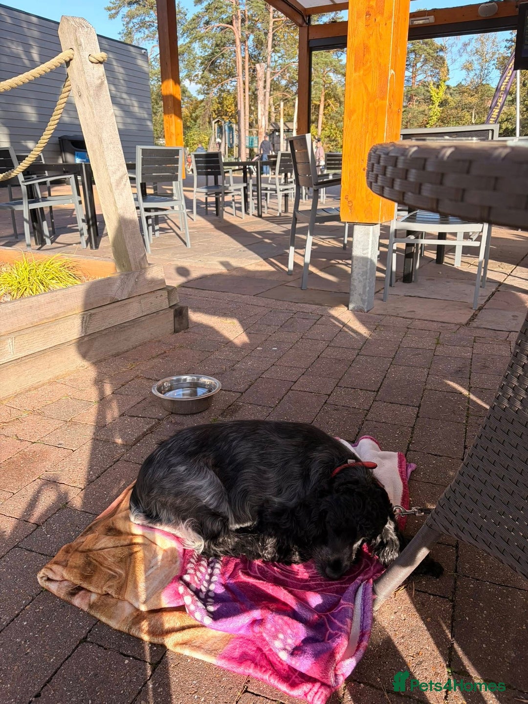 Cocker Spaniel dogs for sale: Pedigree KC Show Cocker Spaniel Puppies - Advert 8