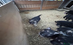 German Shepherd dogs for sale: German shepherd puppies  - Advert 9