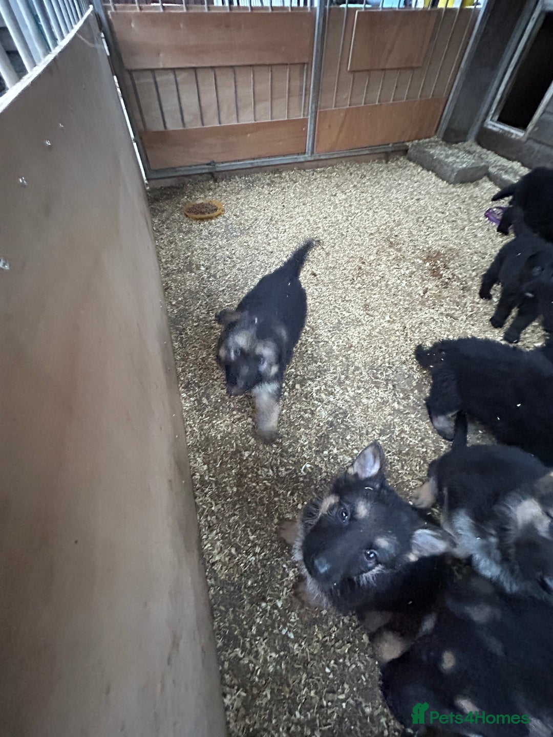 German Shepherd dogs for sale: German shepherd puppies  - Advert 9