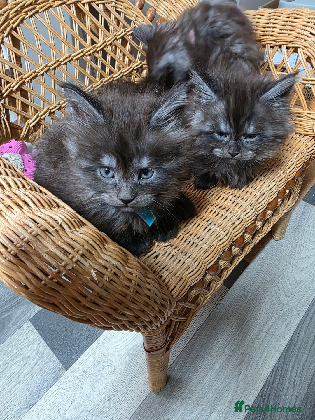 Maine Coon cats for sale: Maincoon kittens  - Advert 2