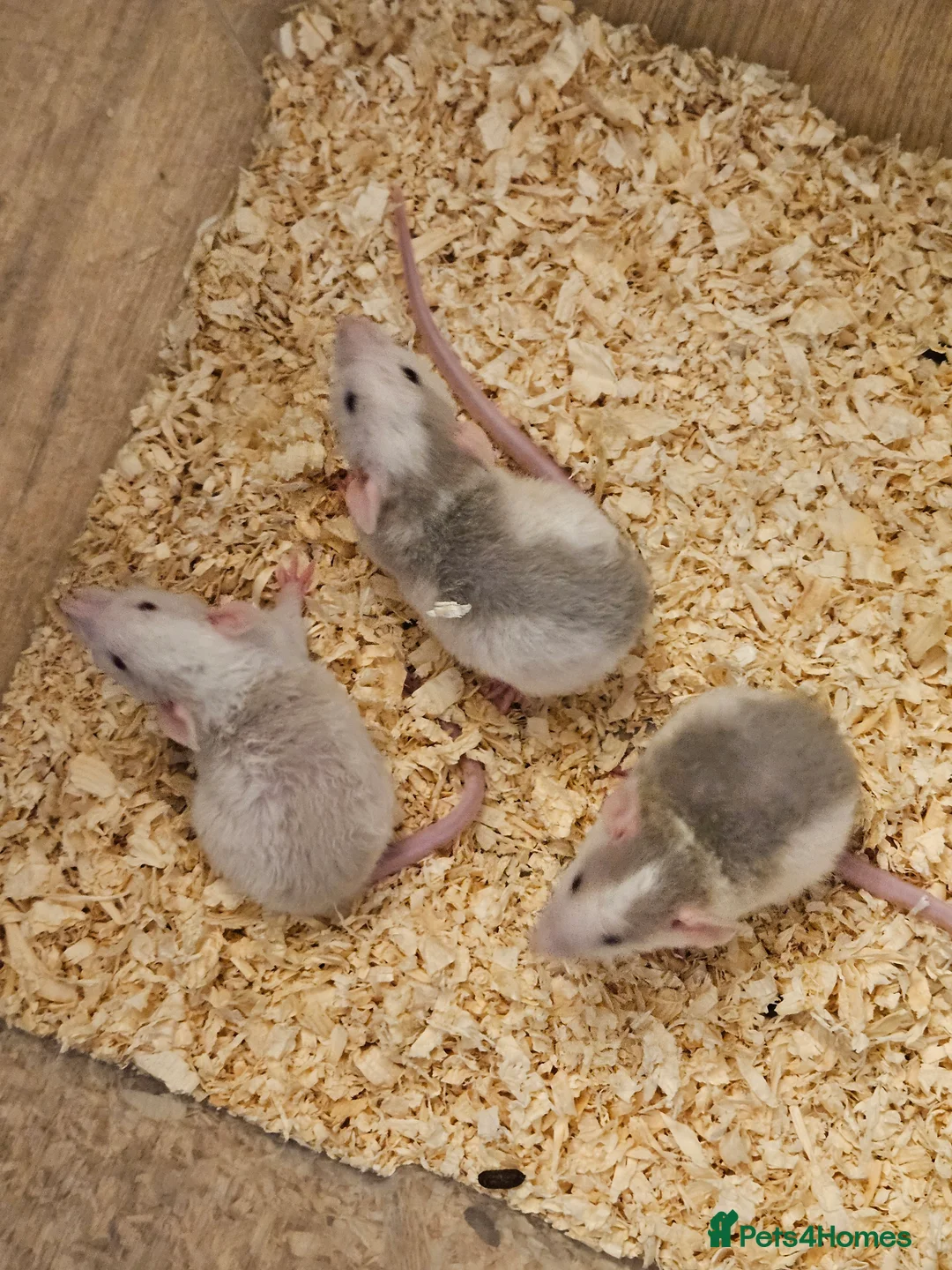 Rat rodents for sale: Rat babiws for sale, males in Manchester - Advert 5