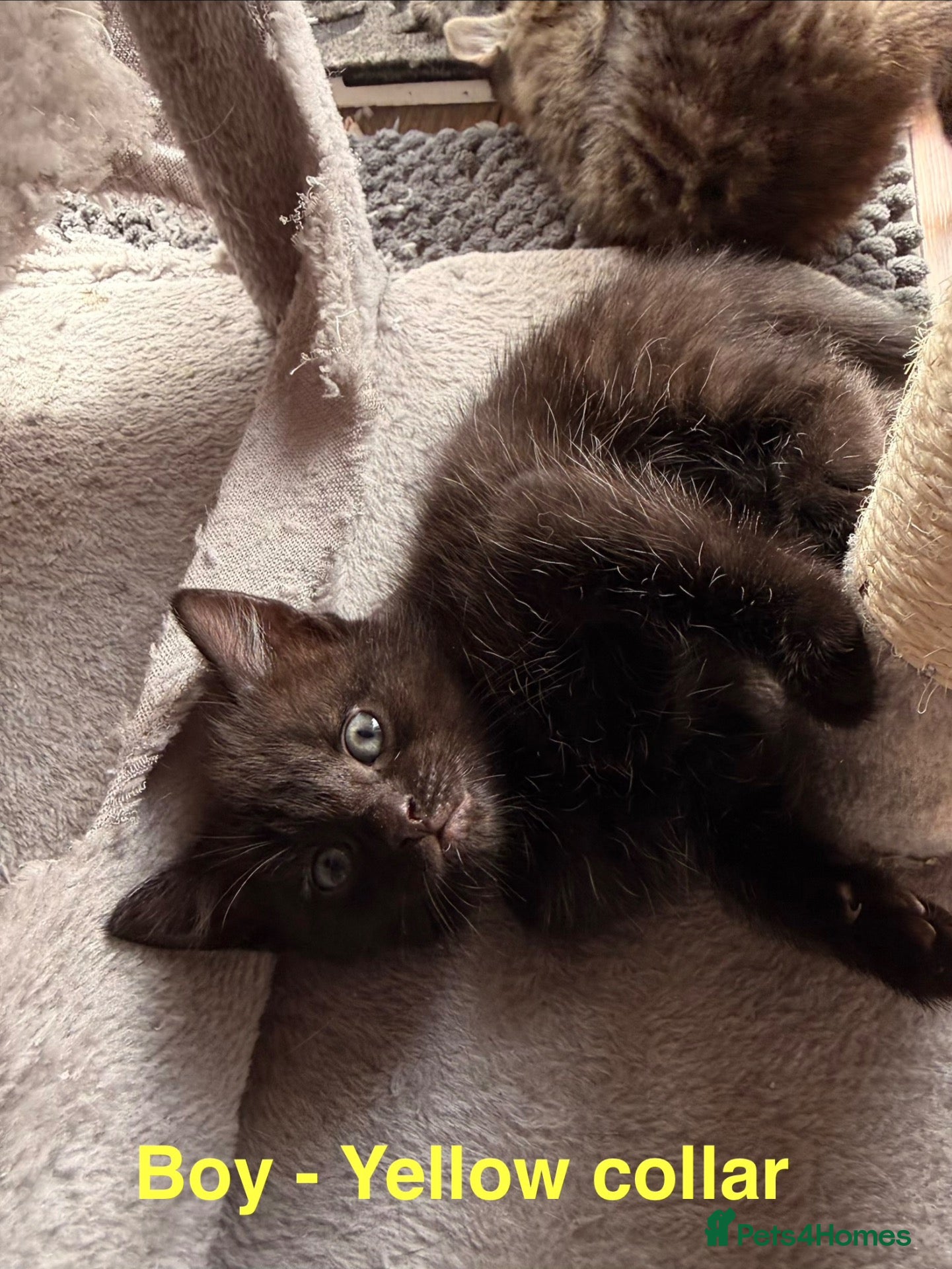 Mixed Breed cats Beautiful Bengal X Tabby X kittens  - Advert 2