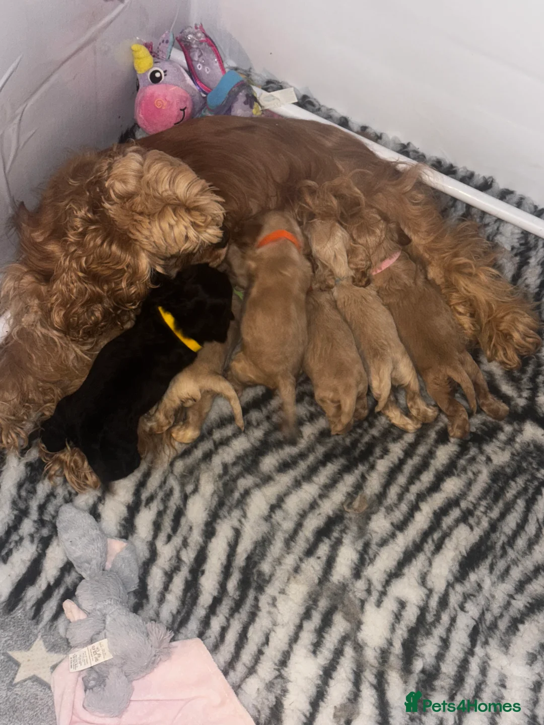 American Cocker Spaniel dogs for sale: 🐾KC, Health tested American cocker spaniels🐾 - Advert 18