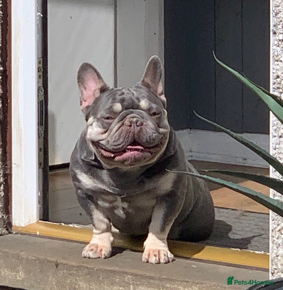 French Bulldog dogs for sale: Nova 3 year old girl - Image 4