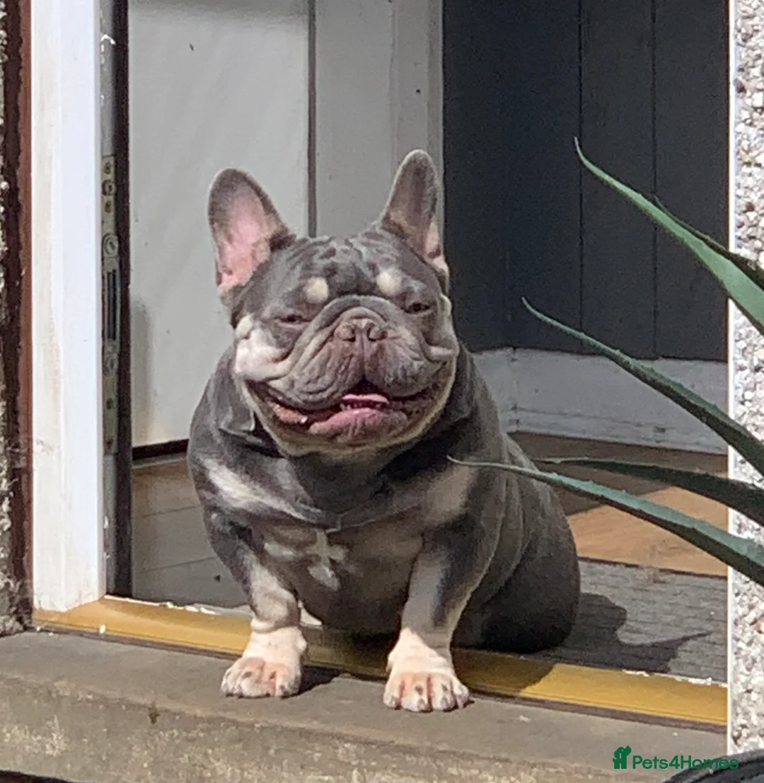 French Bulldog dogs for sale: Nova 3 year old girl - Advert 1