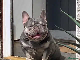 French Bulldog dogs Nova 3 year old girl - Advert 15