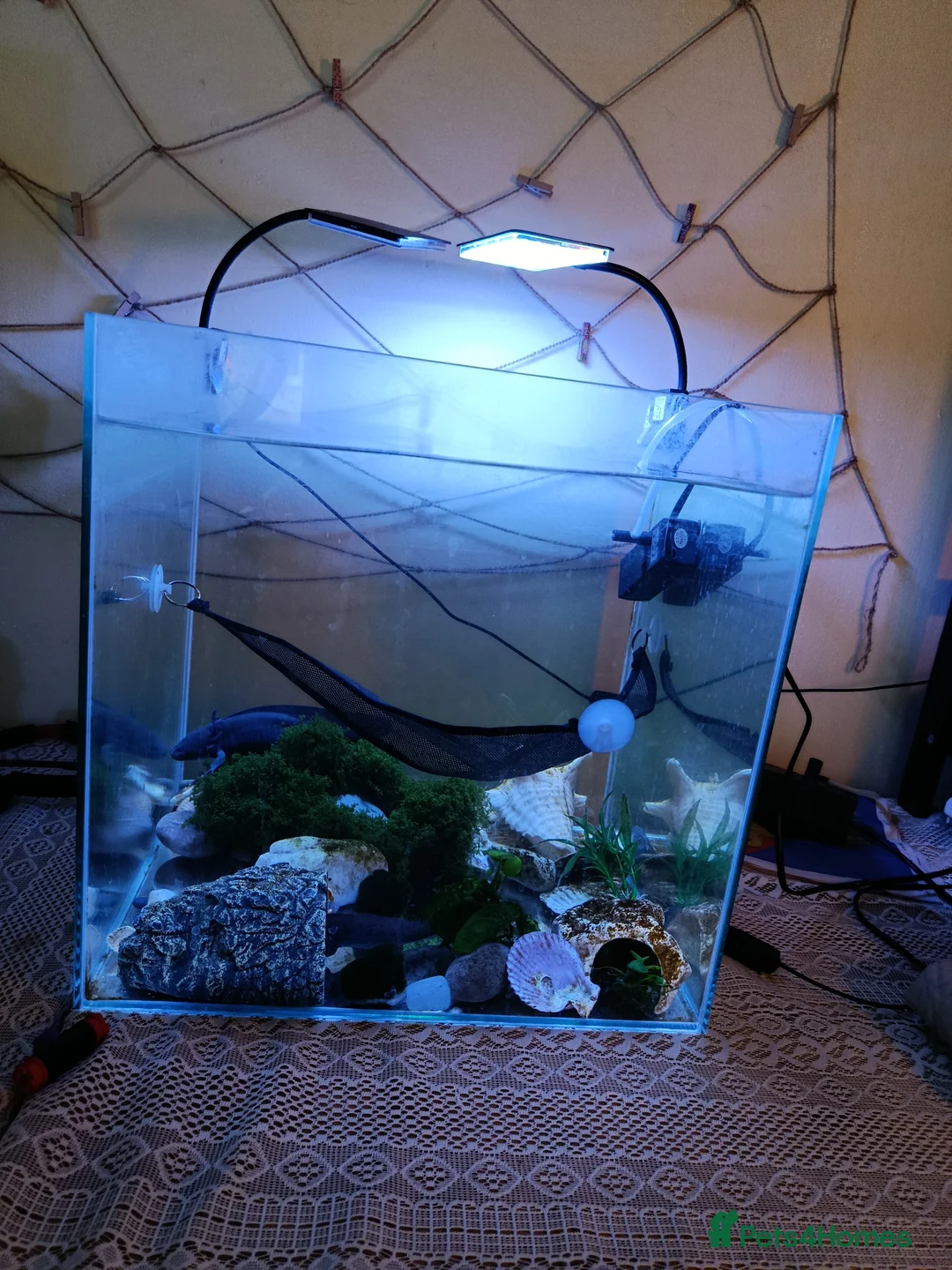 Axolotl reptiles for sale: Rare Axolotl melanoid  - Advert 6