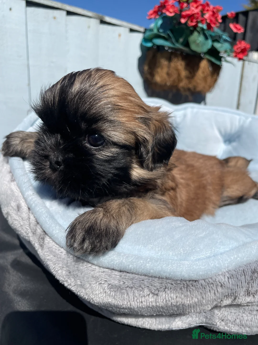 Shih Tzu dogs for sale: KC reg standard shihtzu - Advert 37