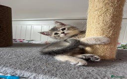 British Shorthair cats for sale: 5 Adorable British Shorthair Kittens - Image 12