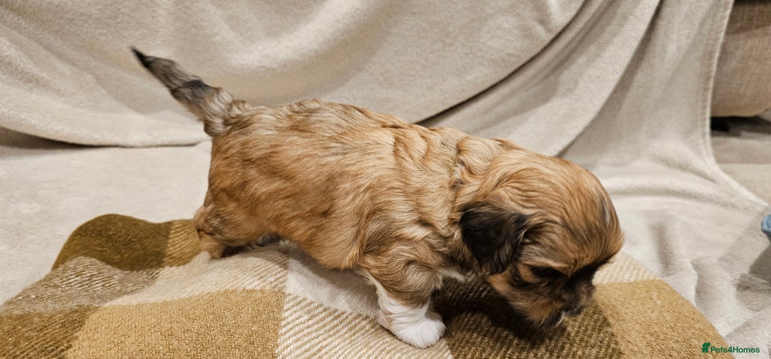 Lhasa Apso dogs for sale: Stunning pedigree Lhasa Apso Puppies - Advert 27