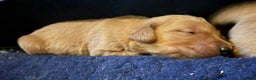 Golden Retriever dogs for sale: Top quality litter - Advert 4