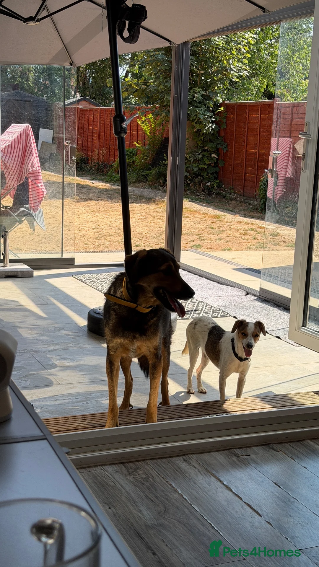 Mixed Breed dogs for adoption: Gentle | House Trained | Goofy & Sweet - Advert 13