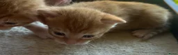 Mixed Breed cats for sale: Star has had a lovely litter of 5! - Advert 11