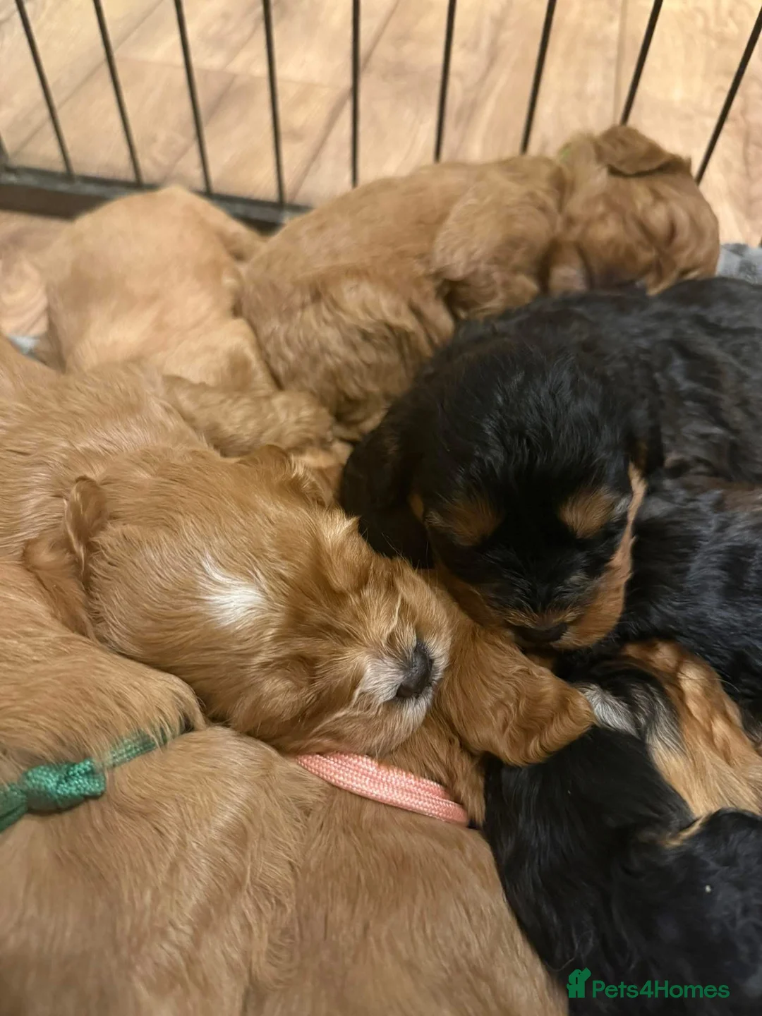 Cavapoo dogs for sale: Cavapoo Puppies - Advert 38