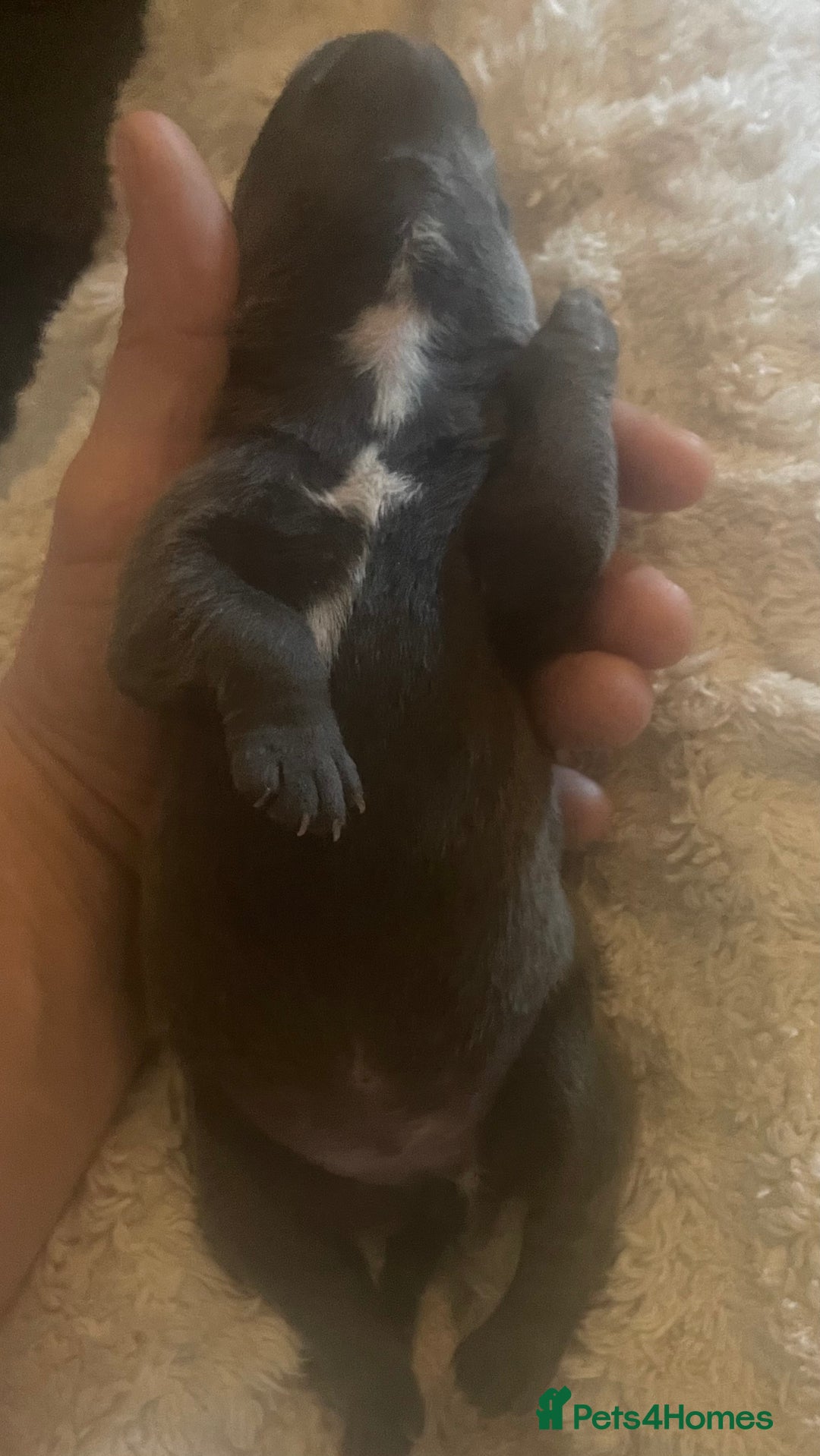Staffordshire Bull Terrier dogs for sale: Litter of blue Staffordshire bull terriers  - Image 10
