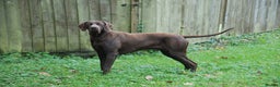 German Shorthaired Pointer dogs for stud: GSP Solid Liver Available for Stud Italian Import in Swansea - Advert 2