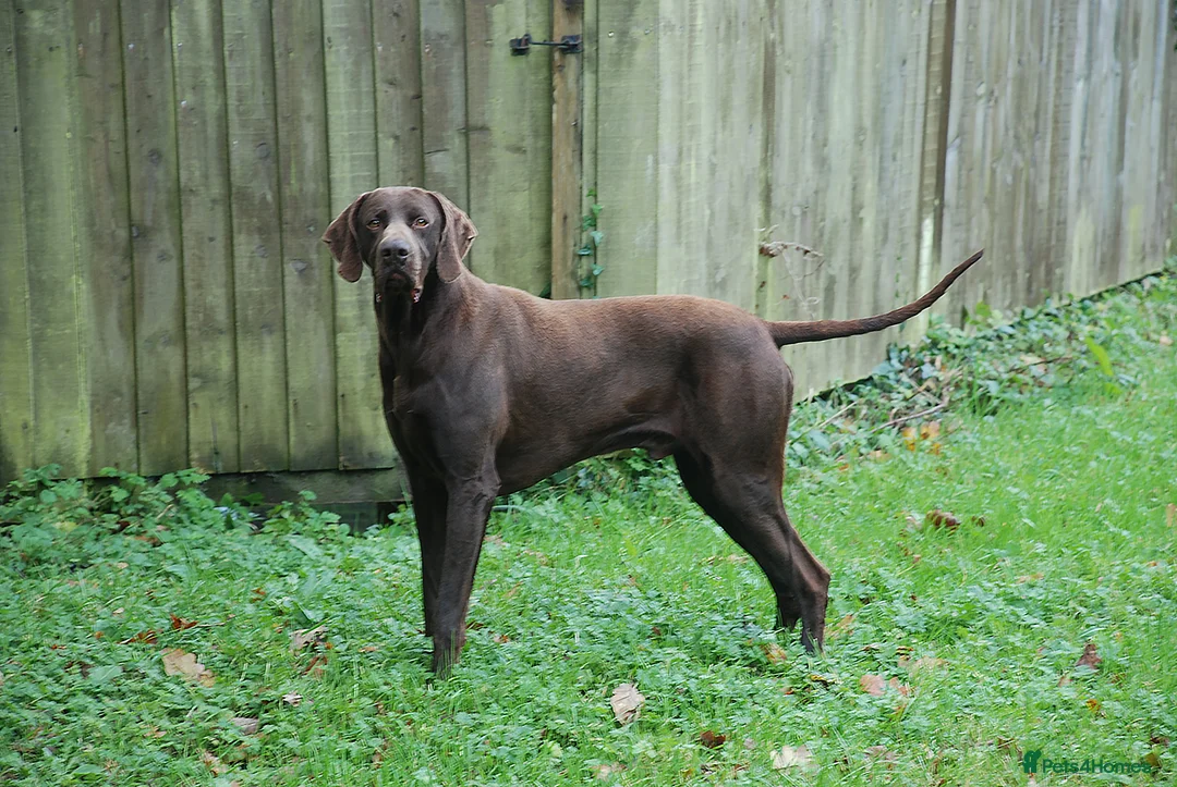German Shorthaired Pointer dogs for stud: GSP Solid Liver Available for Stud Italian Import in Swansea - Advert 2