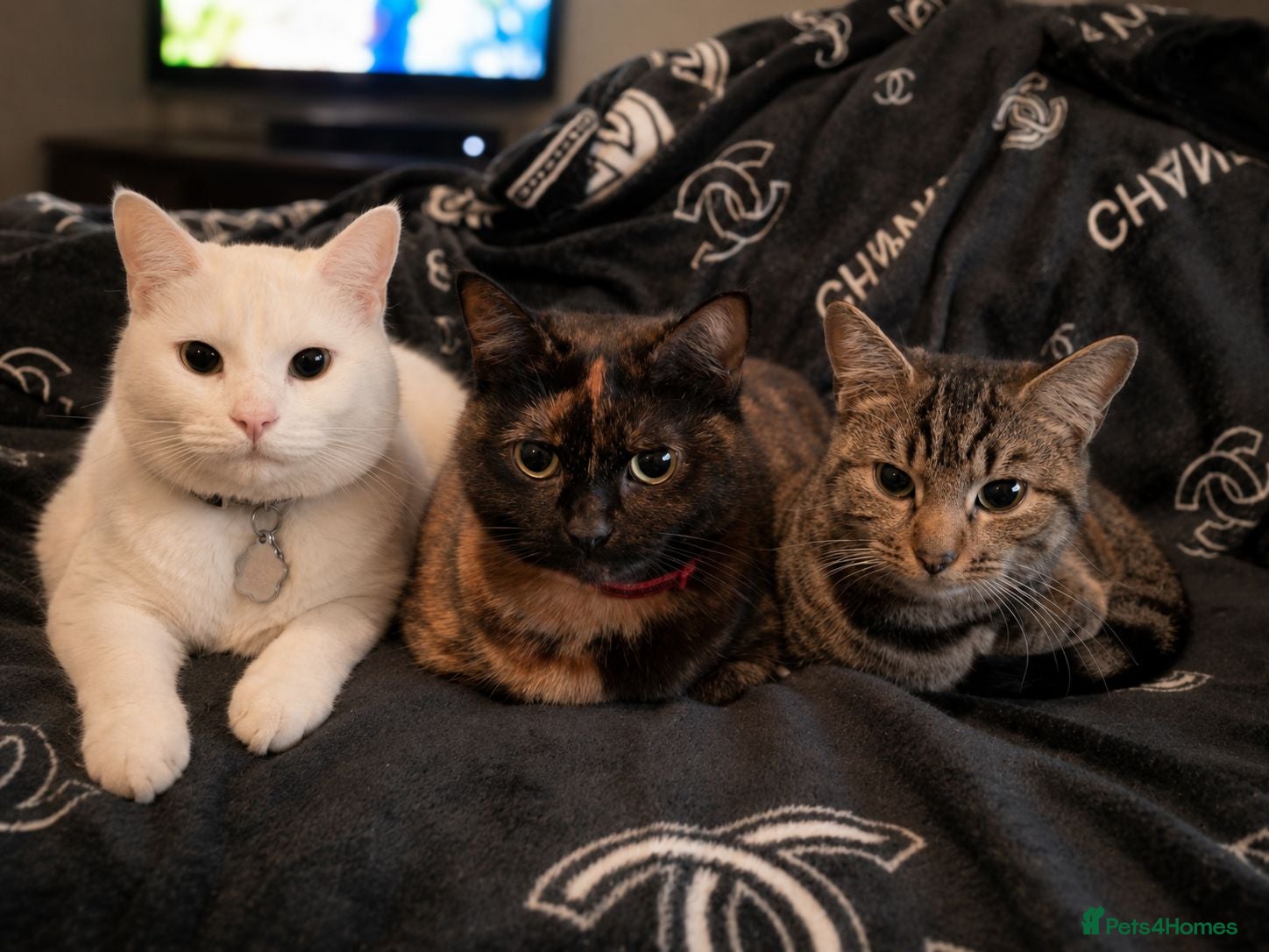 Mixed Breed cats Kittens - Advert 2