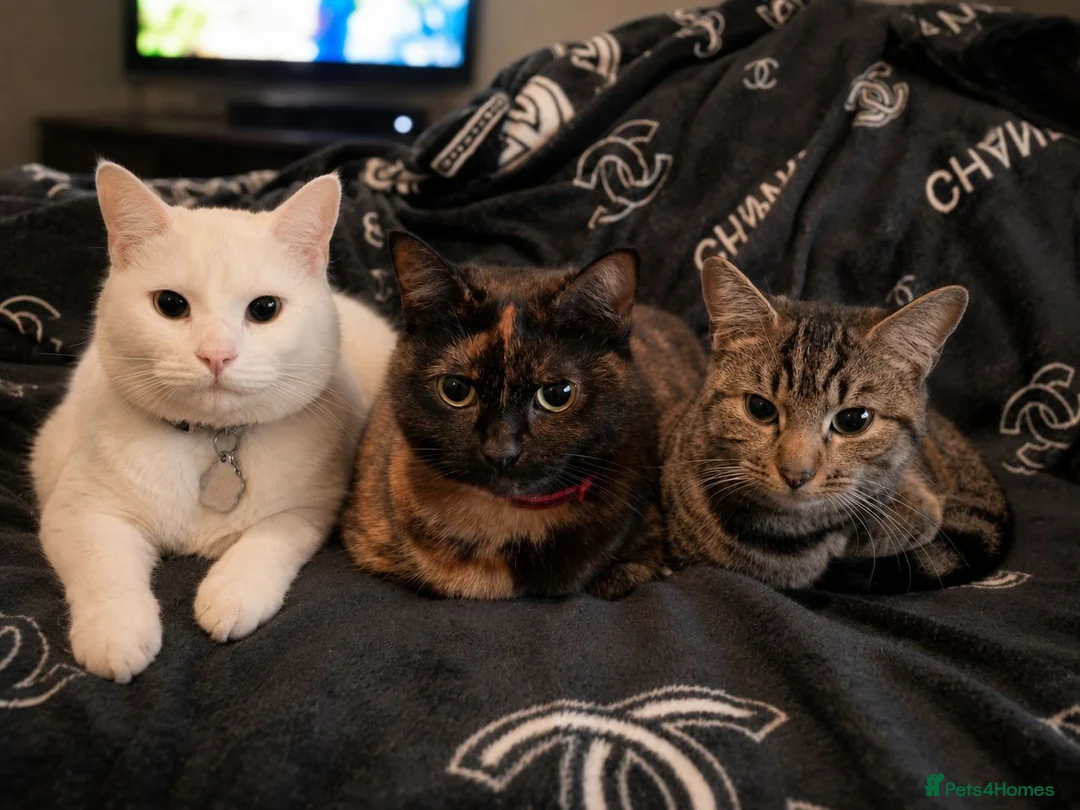 Mixed Breed cats for sale: Kittens - Advert 1