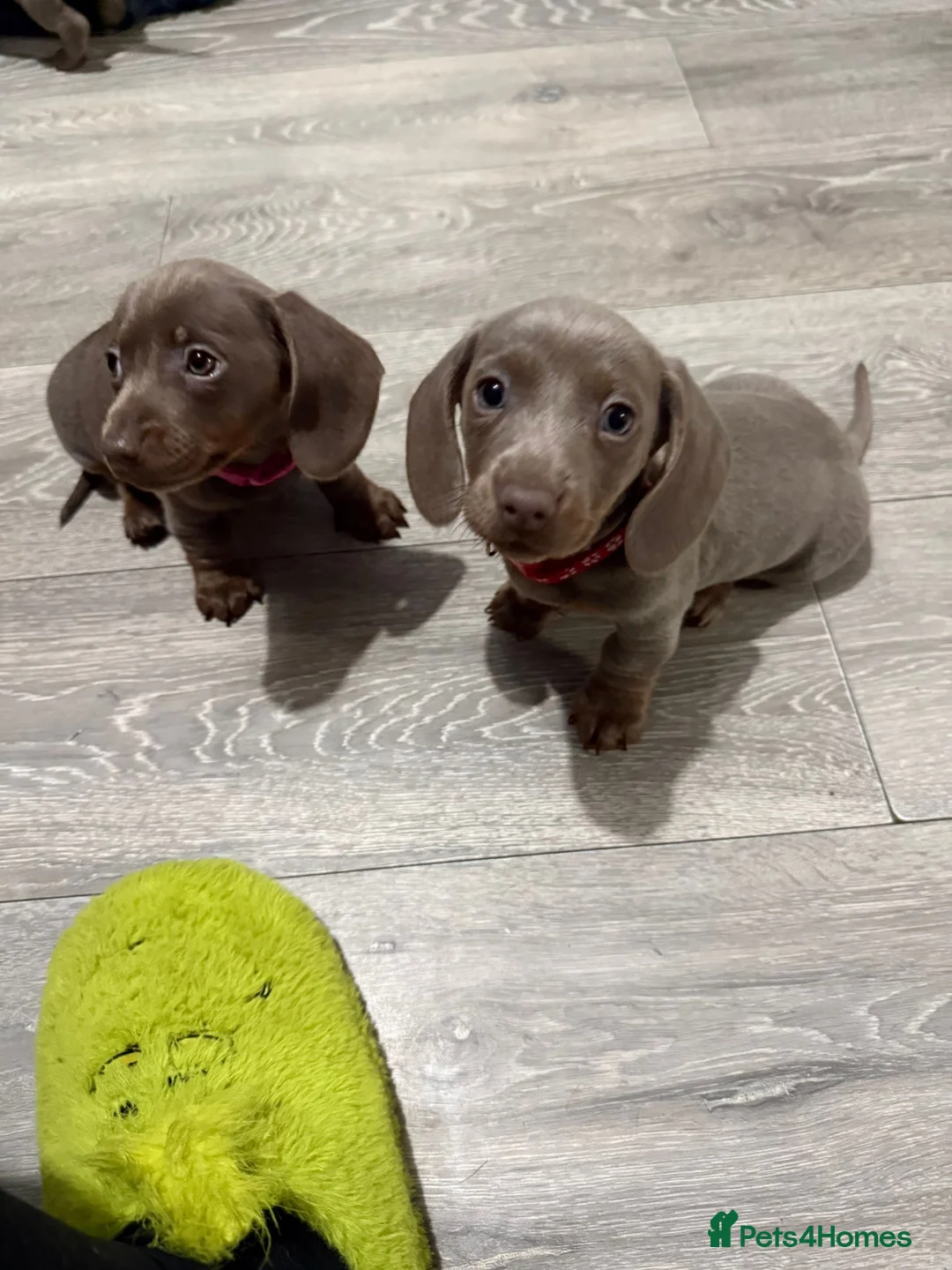 Miniature Dachshund dogs for sale: PRA Clear Miniature Dachshund Puppies  - Advert 9