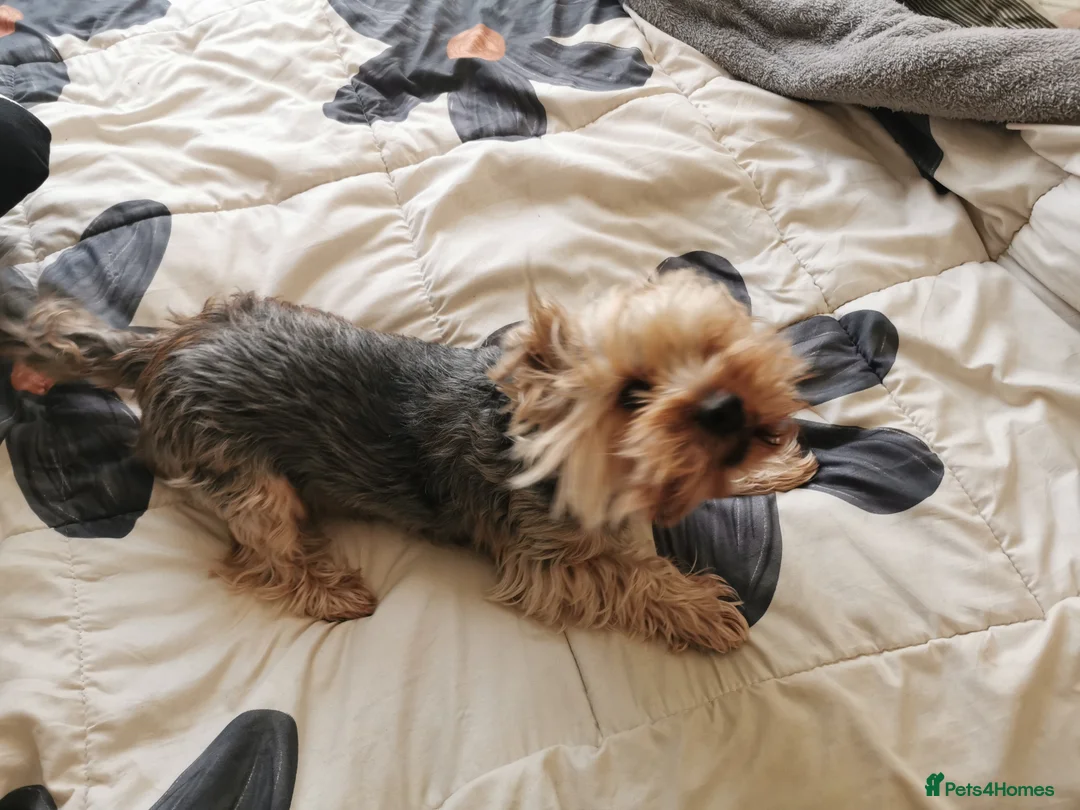 Yorkshire Terrier dogs for sale: Adult  - Advert 4