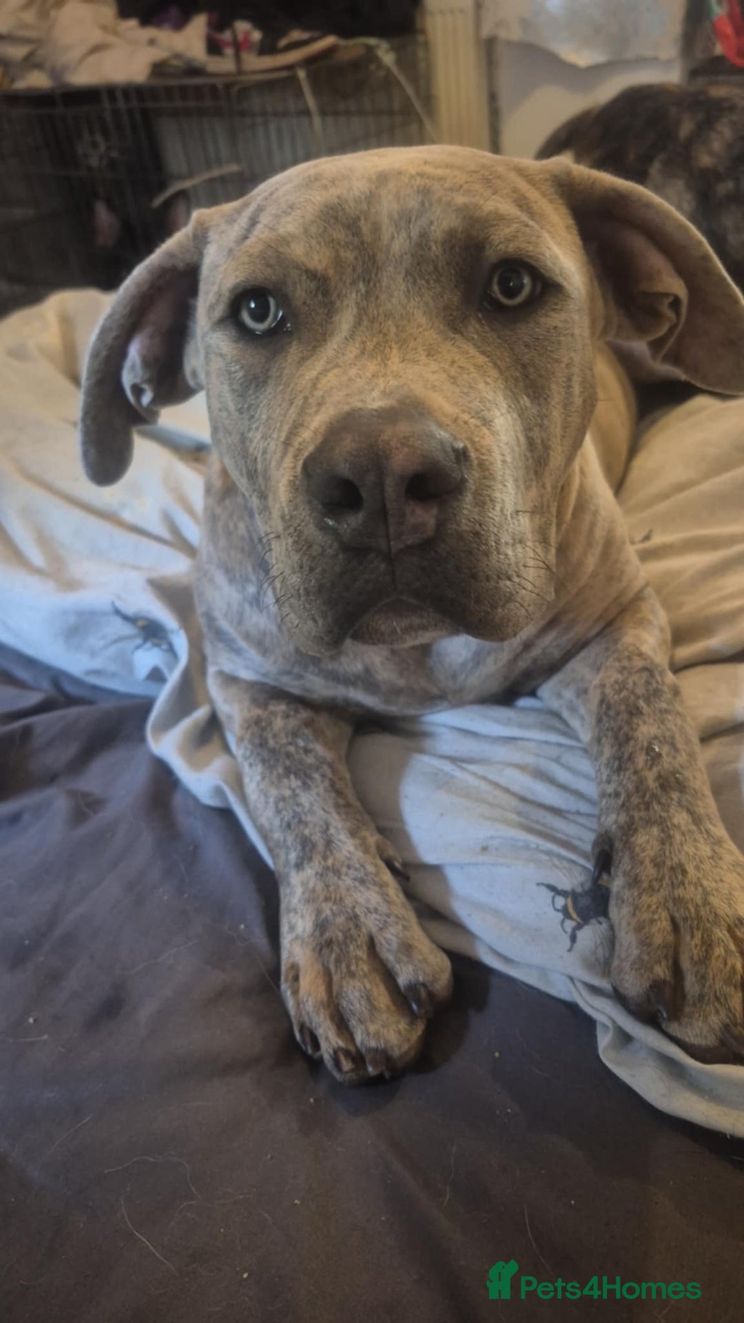 American Bull Staffy dogs for sale: ‼️No more time wasters‼️ - Image 3