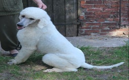 Standard Poodle dogs for sale: KC Standard Poodle Puppies - Image 7