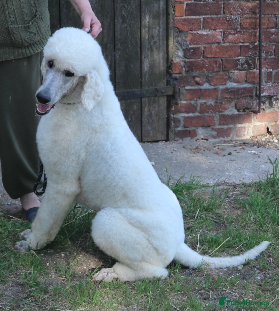 Standard Poodle dogs for sale: KC Standard Poodle Puppies - Image 7