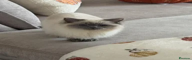 Ragdoll 1