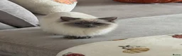 Ragdoll cats for sale: Ragdoll kitten for rehoming  - Advert 9