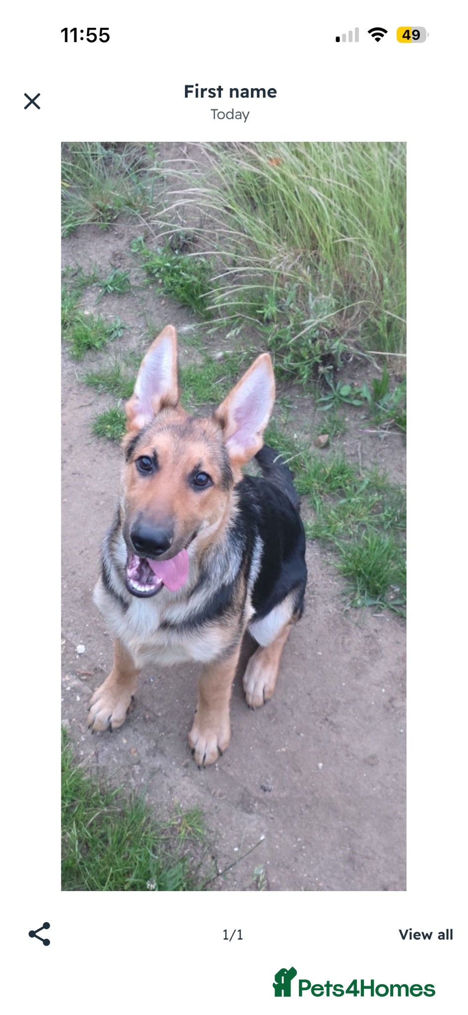 German Shepherd dogs 14 week old German shepherd  - Advert 1