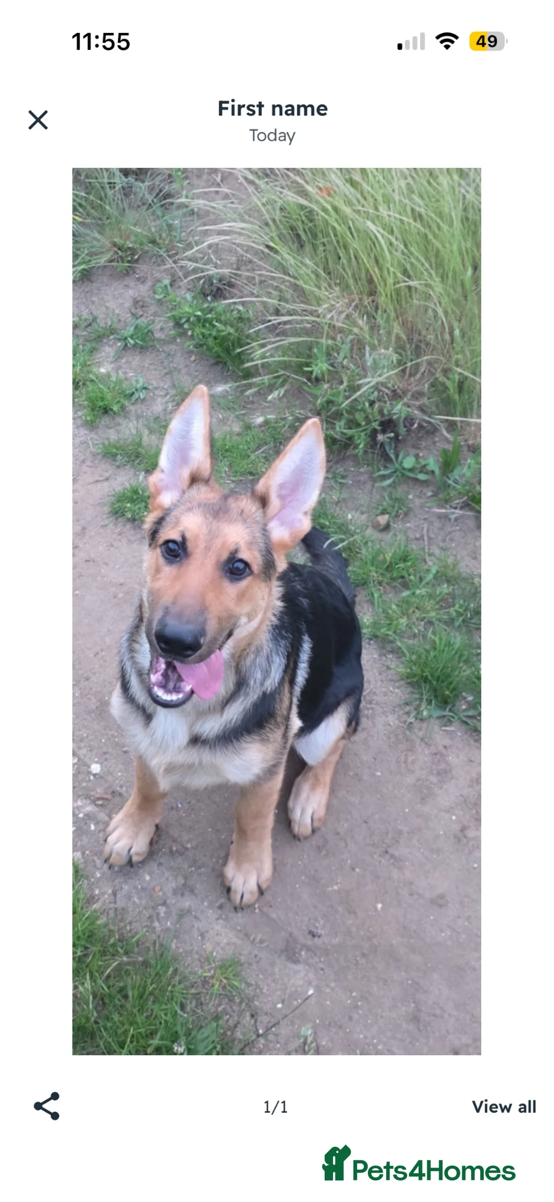German Shepherd dogs for sale: 14 week old German shepherd  - Advert 1