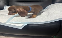Miniature Dachshund dogs for sale: Beautiful Miniature Dachshunds  - Image 15