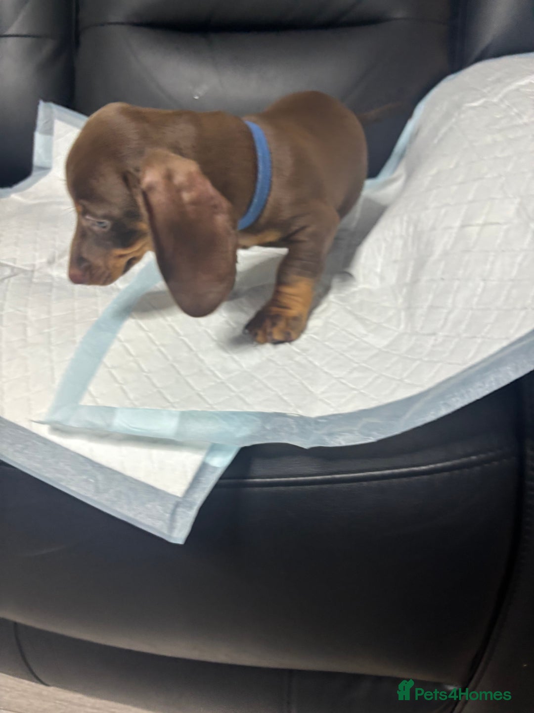 Miniature Dachshund dogs for sale: Beautiful Miniature Dachshunds  - Image 15