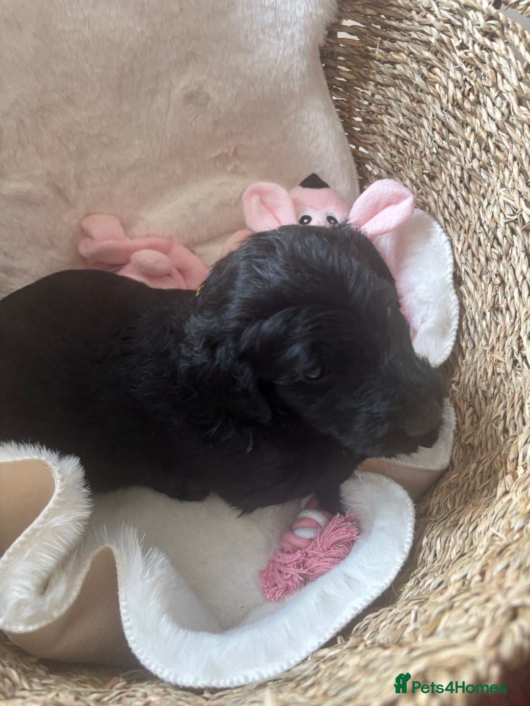 Labradoodle dogs for sale: Stunning chunky labradoodle pups  - Image 4