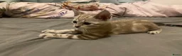 Bengal cats for sale: Snow White bengal✨ - Advert 5