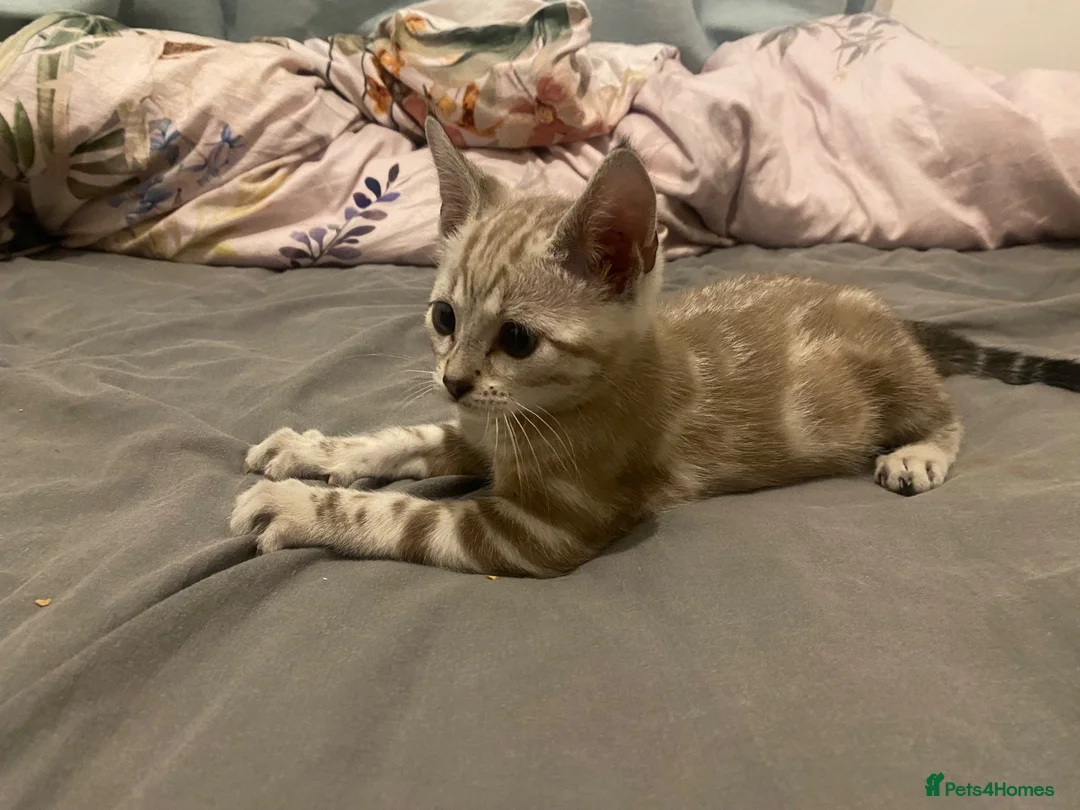 Bengal cats for sale: Snow White bengal✨ - Advert 5