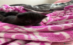 Mixed Breed cats for sale: 4 beautiful mixed kittens  - Image 3