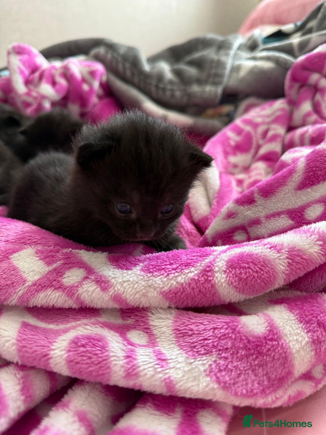 Mixed Breed cats for sale: 4 beautiful mixed kittens  - Image 3