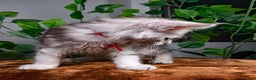 Maine Coon cats for sale: 8 STUNNING PEDIGREE TICA REG MAINE COON KITTENS - Advert 32
