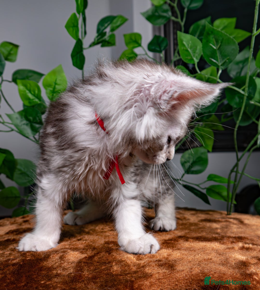 Maine Coon cats for sale: 8 STUNNING PEDIGREE TICA REG MAINE COON KITTENS - Advert 32
