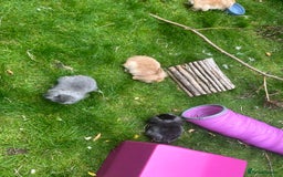 Mini Lion Lop rabbits for sale: Beautiful baby mini lion lops READY NOW - Advert 12